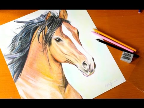 480x360 Drawing Horse Budget Art
