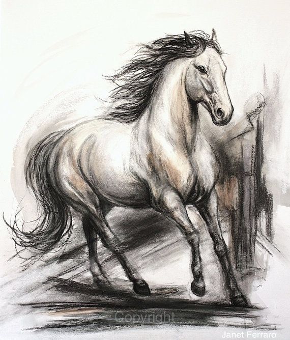570x668 Original Horse Drawing In Charcoal