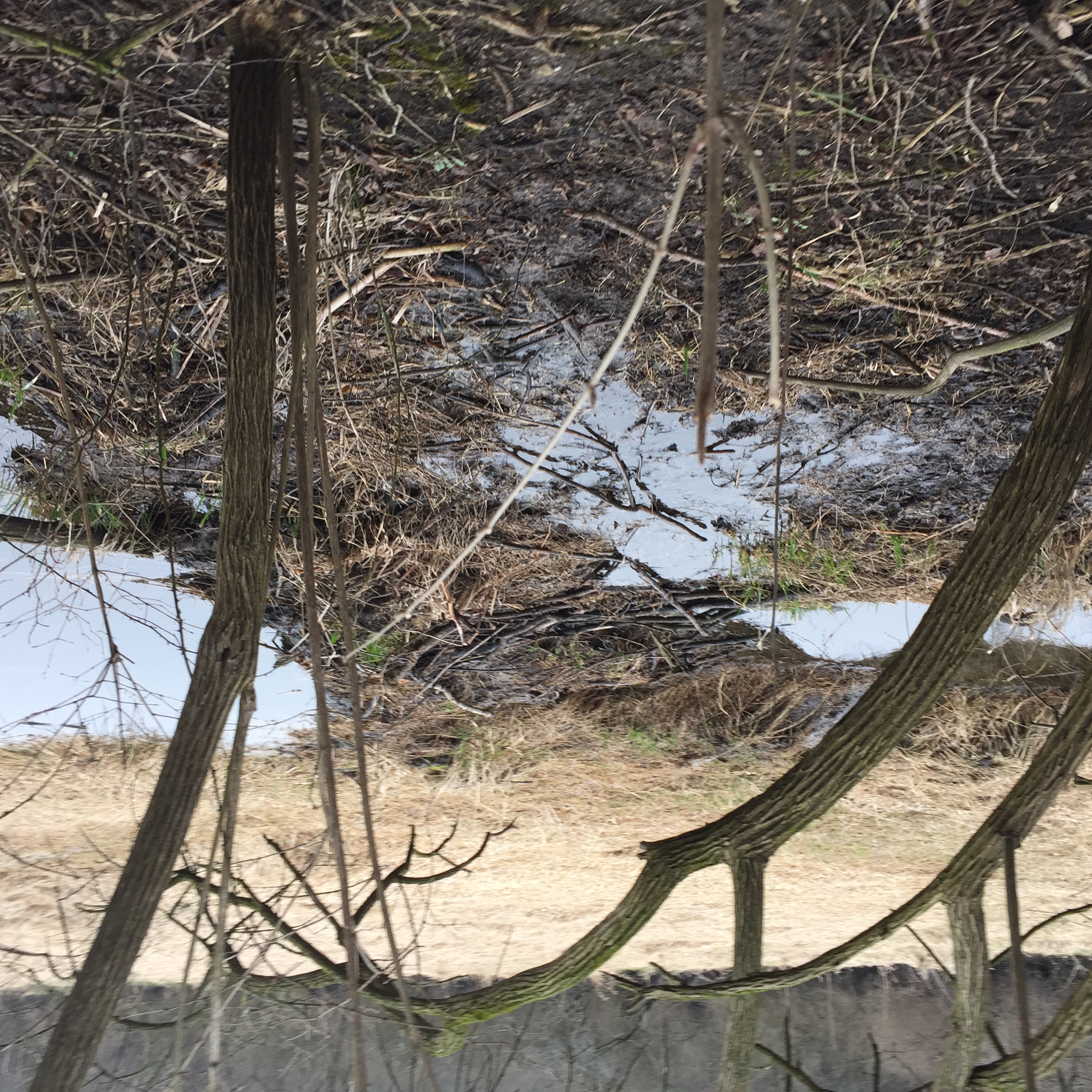 2448x2448 Beaver Dam