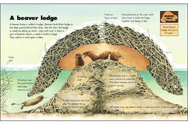 275x183 Section Drawing Of A Beavers' Dam. Science