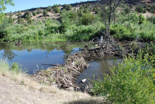 640x430 Weekend Science Fun Beavers Growing With Science Blog