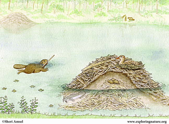 648x479 Beaver Dam.jpg