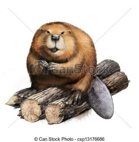 450x459 Beaver Drawing Coloured