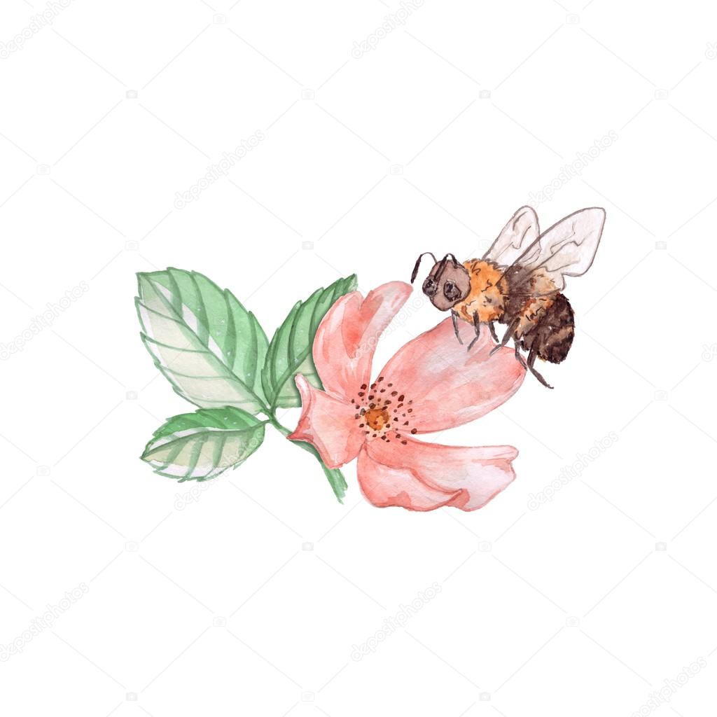 1024x1024 Bee On A Flower. Watercolor Illustration. Isolated On White