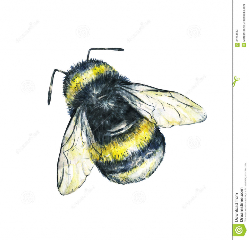 1024x989 Drawing Of Bumble Bee Drawing Of A Bumble Bee Drawing Lesson How