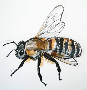 350x363 How To Draw A Honeybee