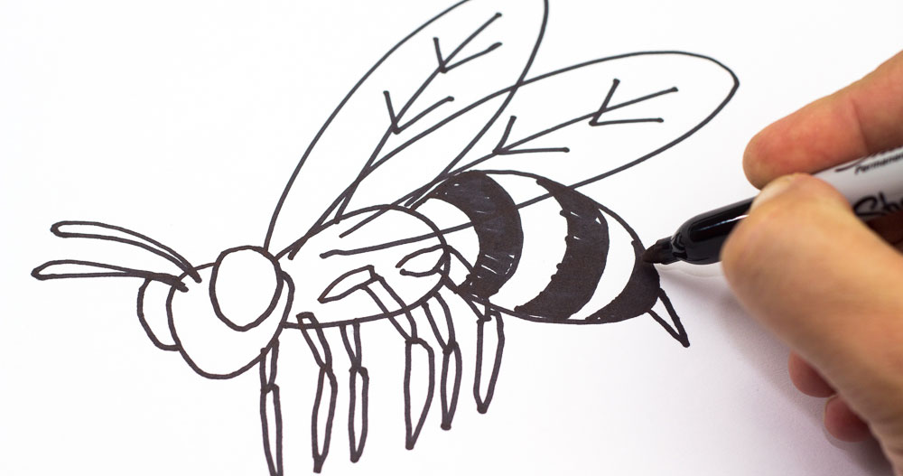 1000x527 How To Draw A Bee