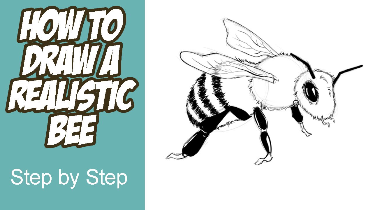 1280x720 How To Draw A Realistic Bee