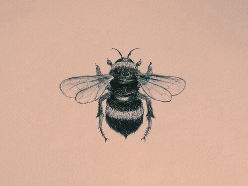 500x375 Bumble Bee Drawing Tumblr
