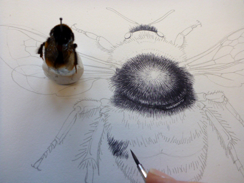 500x375 News Natural Science Illustration Painting A Bumble Bee January