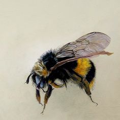 236x237 Bee, Honey Bee, Scientific Illustration, Biology, Insect Bees