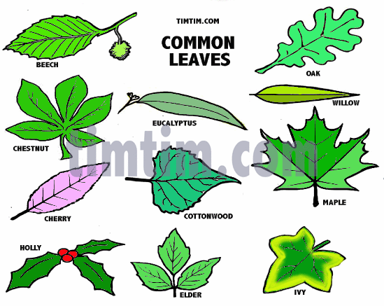549x437 Free Drawing Of Leaves Most Common From The Category Climate