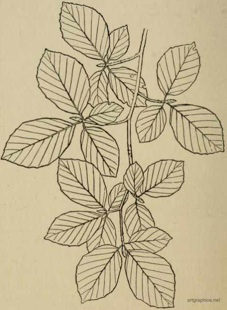 463x632 Google Image Result