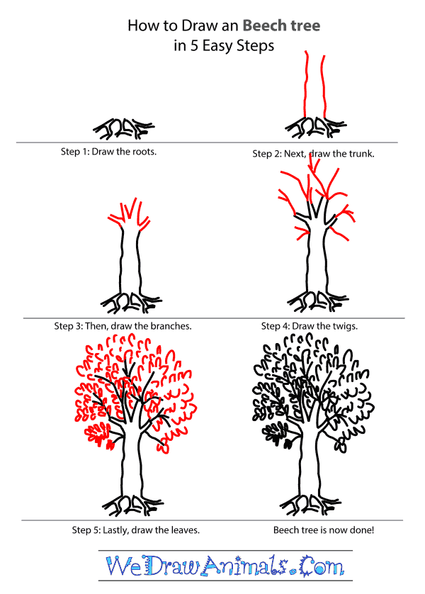 600x838 Beech Tree Tutorial.png