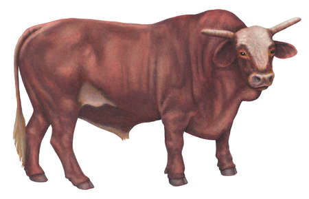 450x289 Stock Illustration