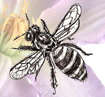 370x339 How To Draw A Honey Bee