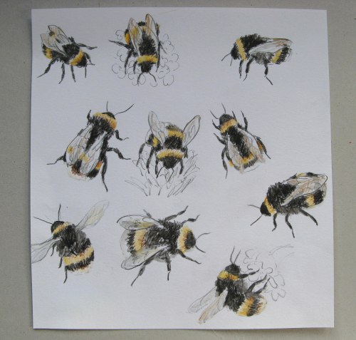 500x477 Bee Drawings 1 To Draw Bee Drawing And Draw
