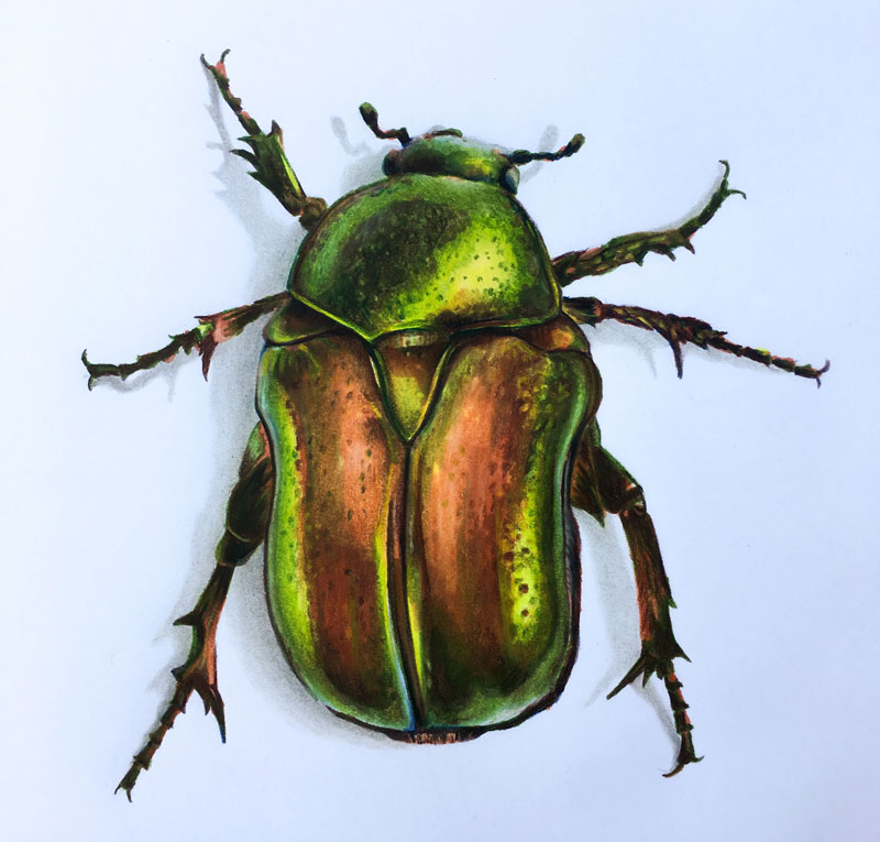 800x765 How To Draw A Beetle
