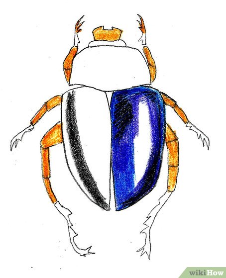 454x559 How To Draw A Scarab Beetle 9 Steps (With Pictures)