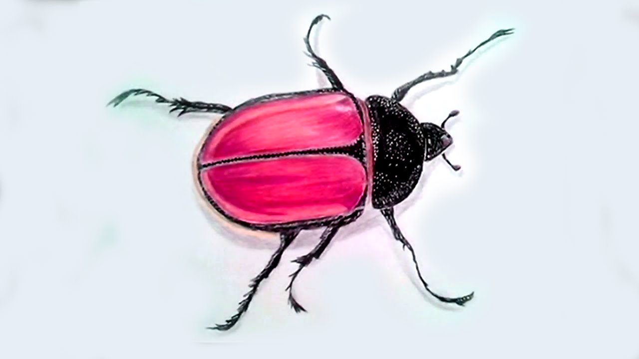 1280x720 Realistic 3d Beetle Drawing Coloured Pencil