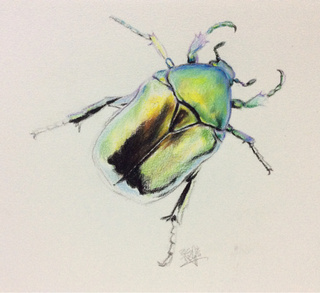320x293 Work In Progress. Color Pencil Drawing Of A Beetle. Httpwww