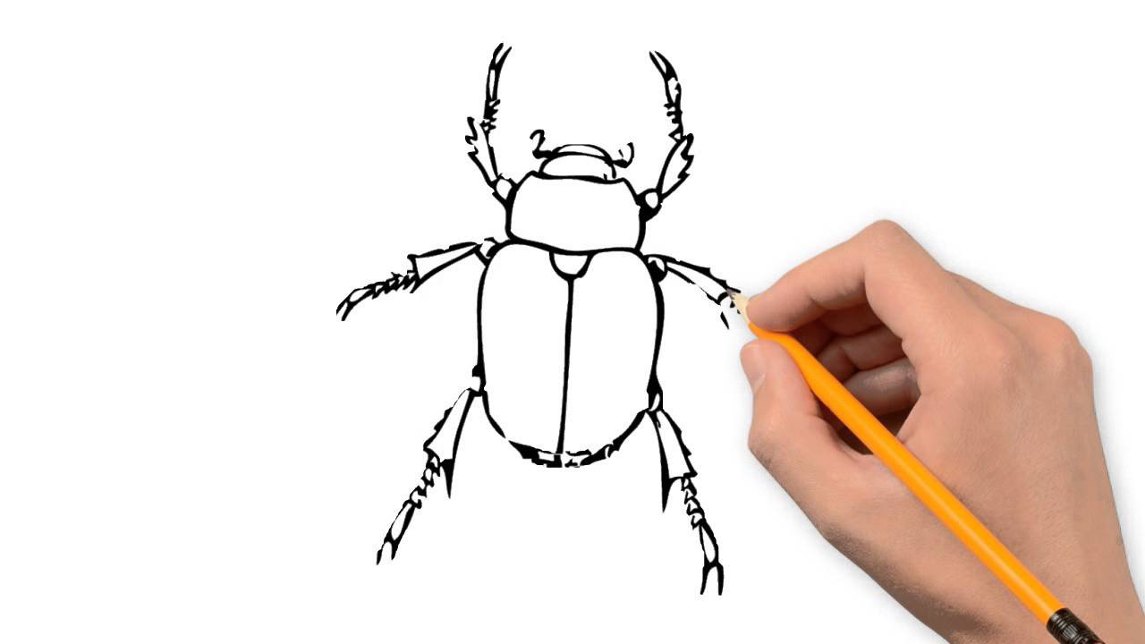 1280x720 Beetle Animals Pencil To Draw Step By Step