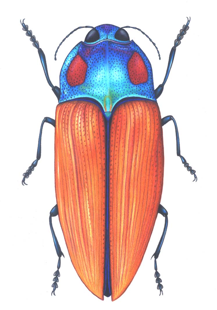 746x1067 Colored Pencils The Befuddled Loris
