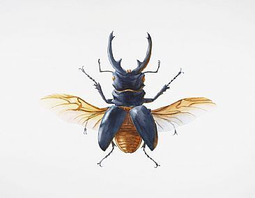 366x284 Stag Beetle