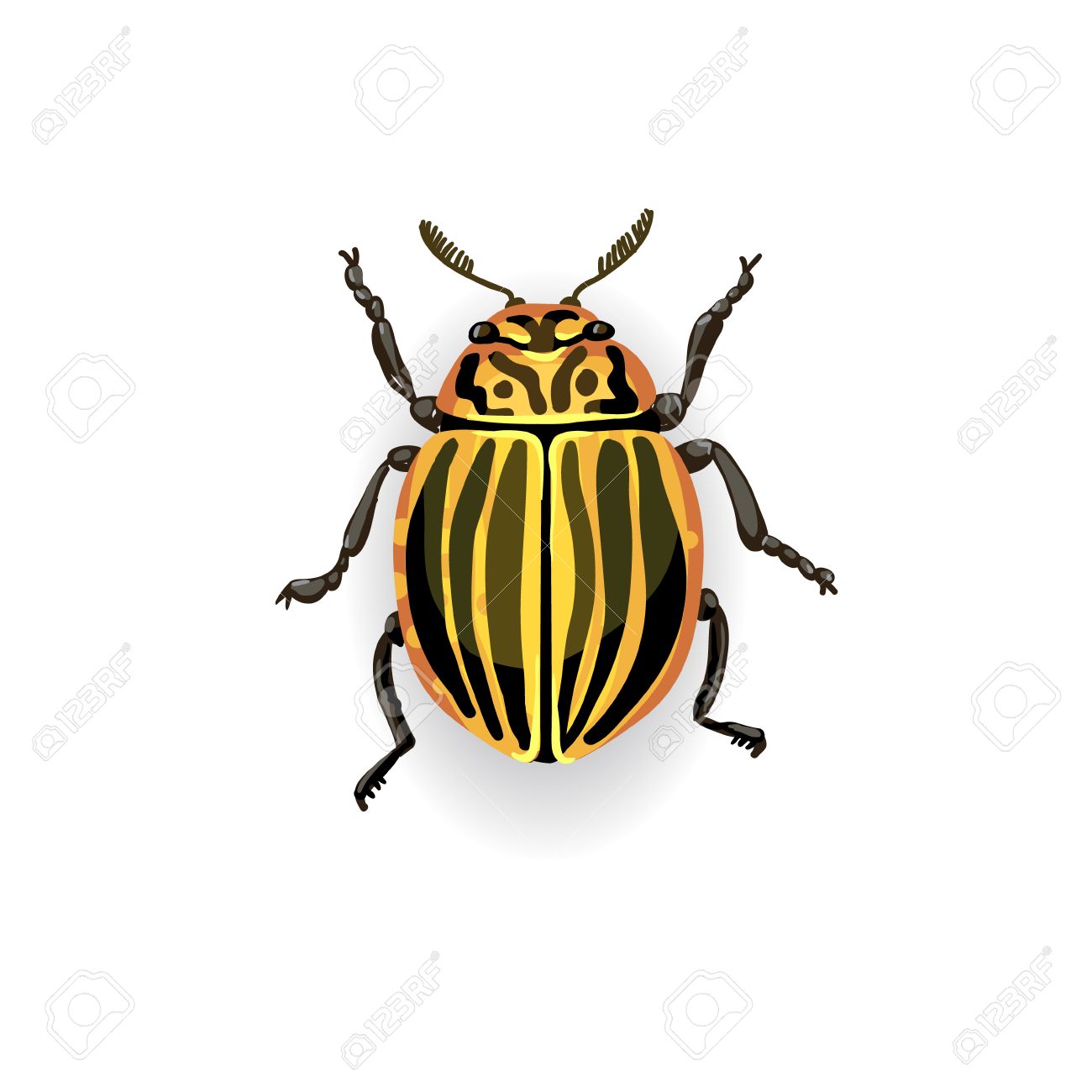 Beetles Drawing at GetDrawings | Free download