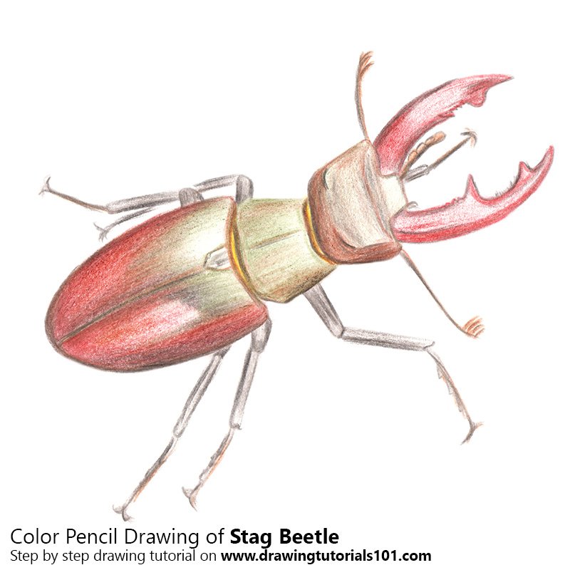 800x800 Stag Beetle Colored Pencils