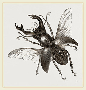 285x300 Stag Beetles Drawings Fine Art America