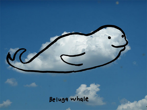 500x375 Beluga Whale Drawing