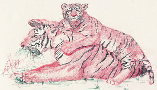 535x308 Bengal Tiger And Cub Sketch Drawn In Red And Black Ink