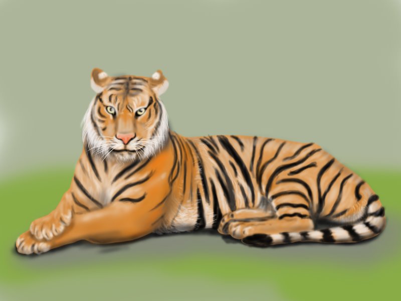 800x600 Learn How To Draw A Bengal Tiger (Wild Animals) Step By Step