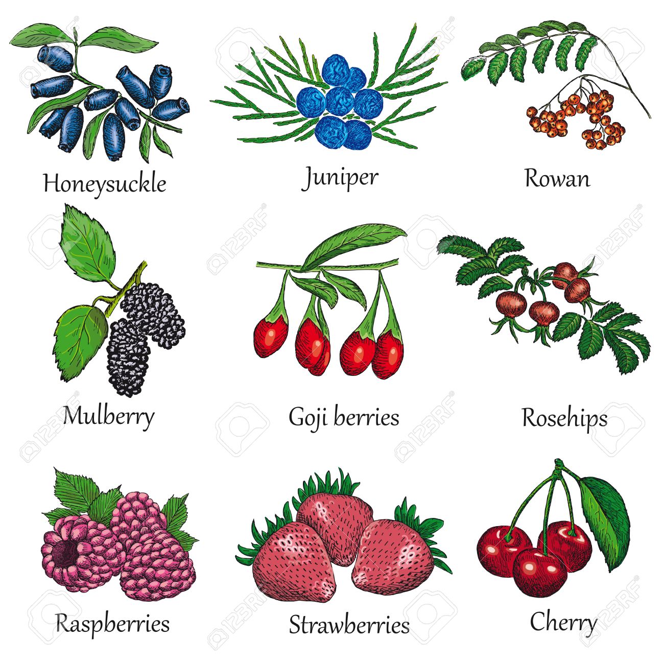 Berries Drawing at GetDrawings | Free download