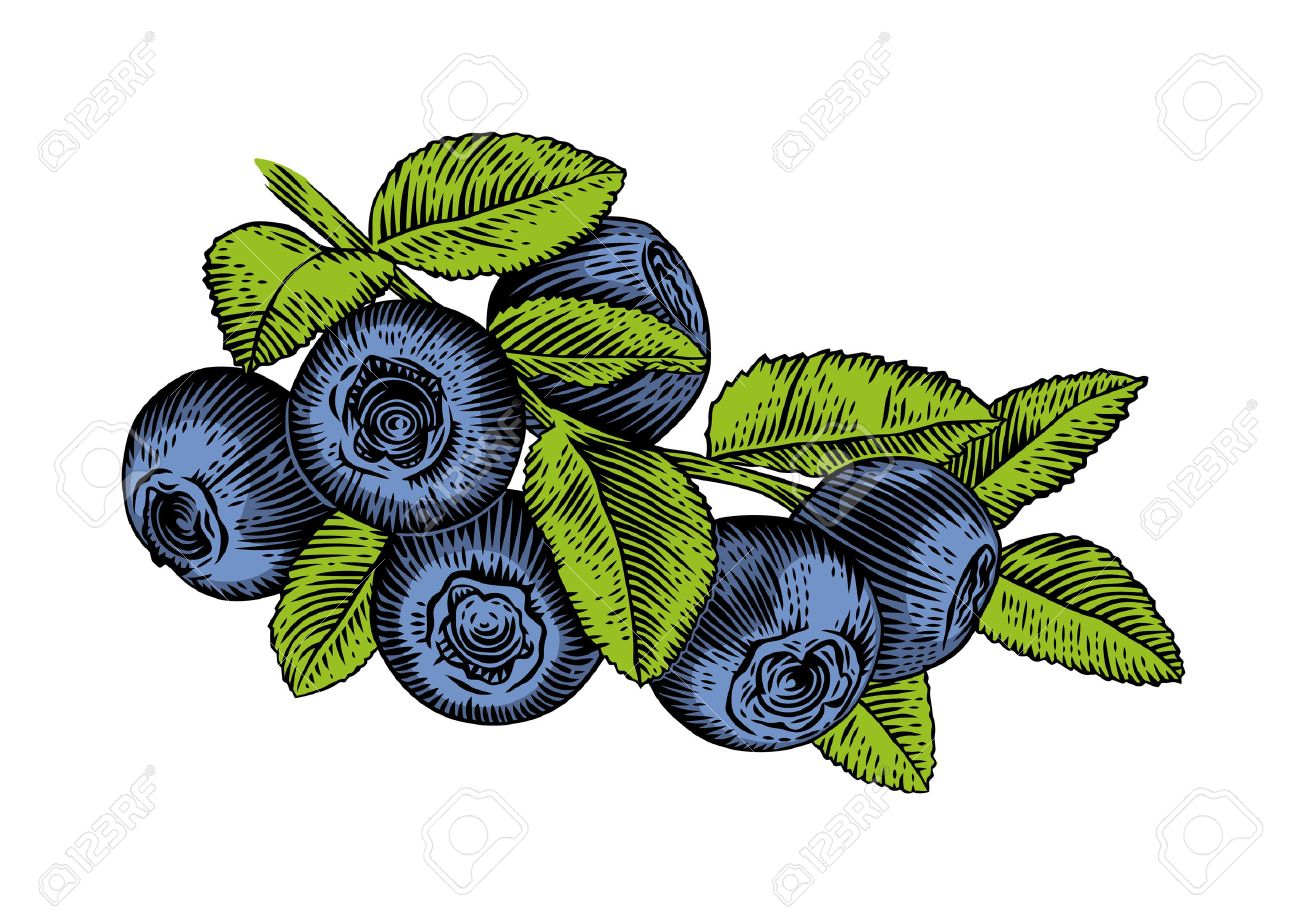 1300x919 Drawing Of Branch Of Blueberry With Leaves And Berries Royalty