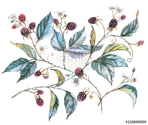 500x424 Hand Drawn Watercolor Illustration With Natural Motives