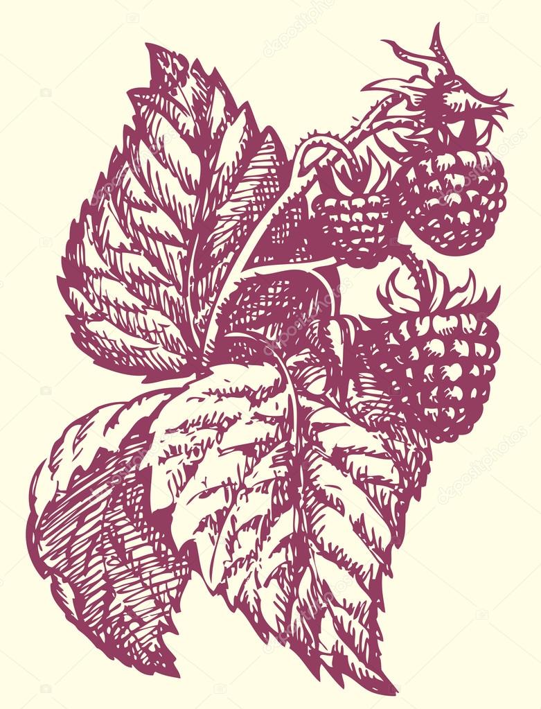 781x1023 Vector Drawing. Raspberry Twig With Berries And Leaves Stock