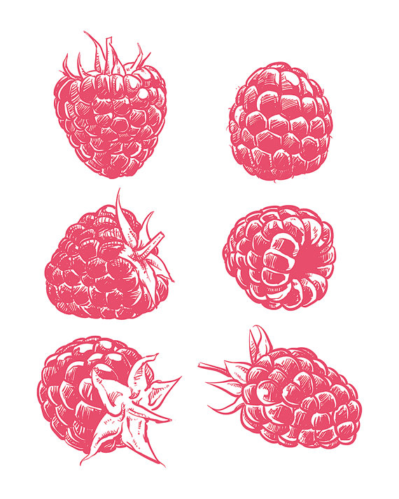 570x713 80% Off Sale Drawing Raspberry Isolated. Hand Drawn Fruit Vector