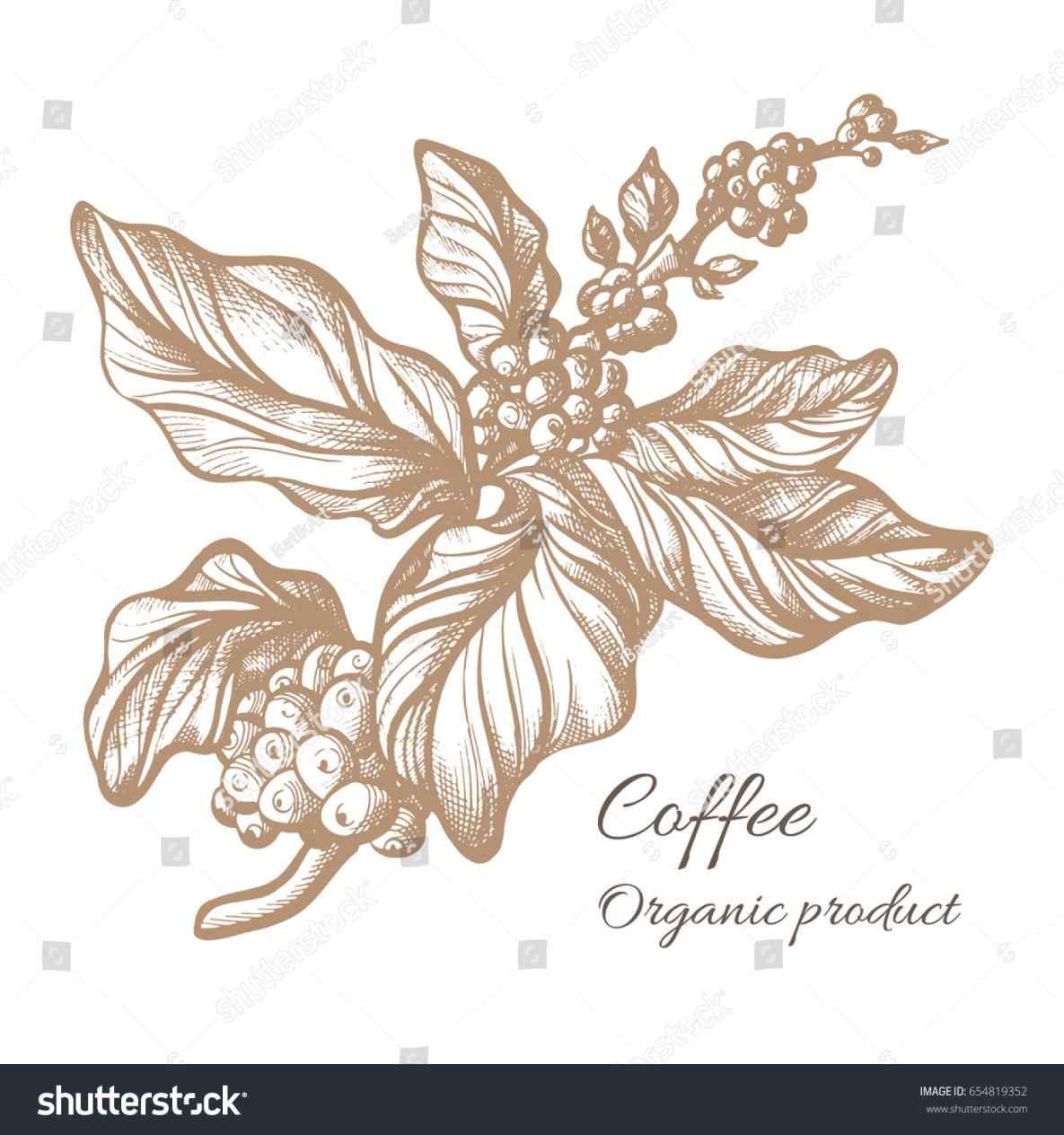 1185x1264 The Images Collection Of Coffee Bean Plant Drawing Leaf Berry