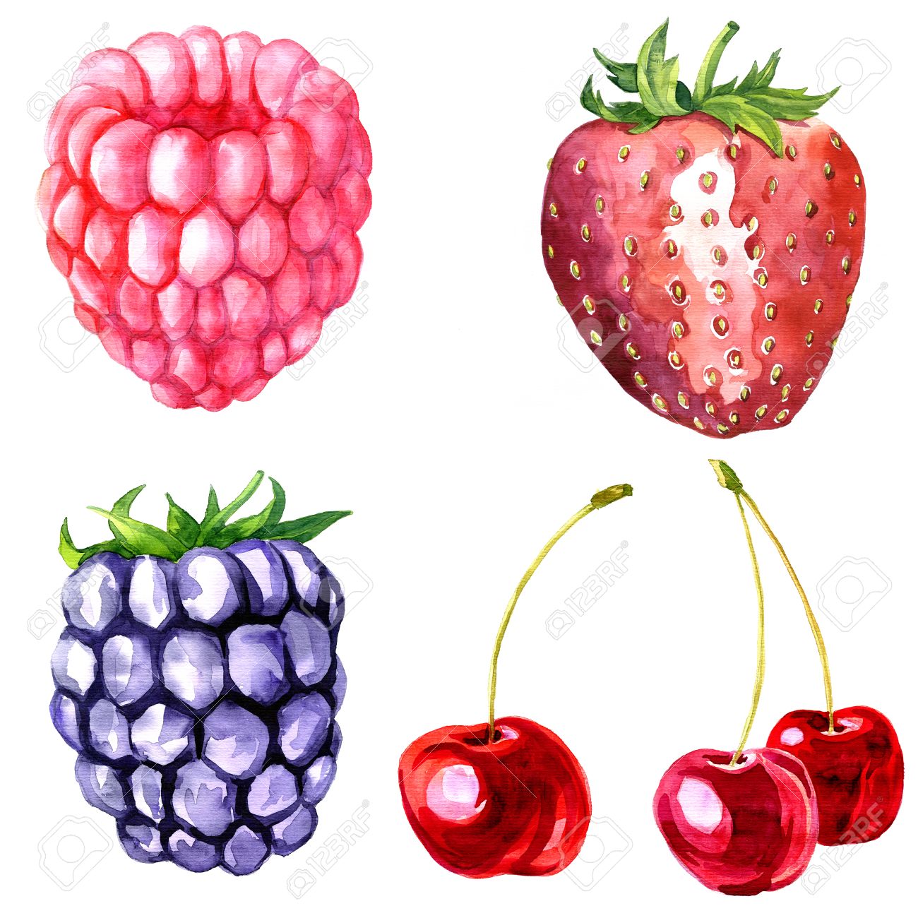 1300x1300 Watercolor Drawing Blackberry, Artistic Painting Berry, Hand