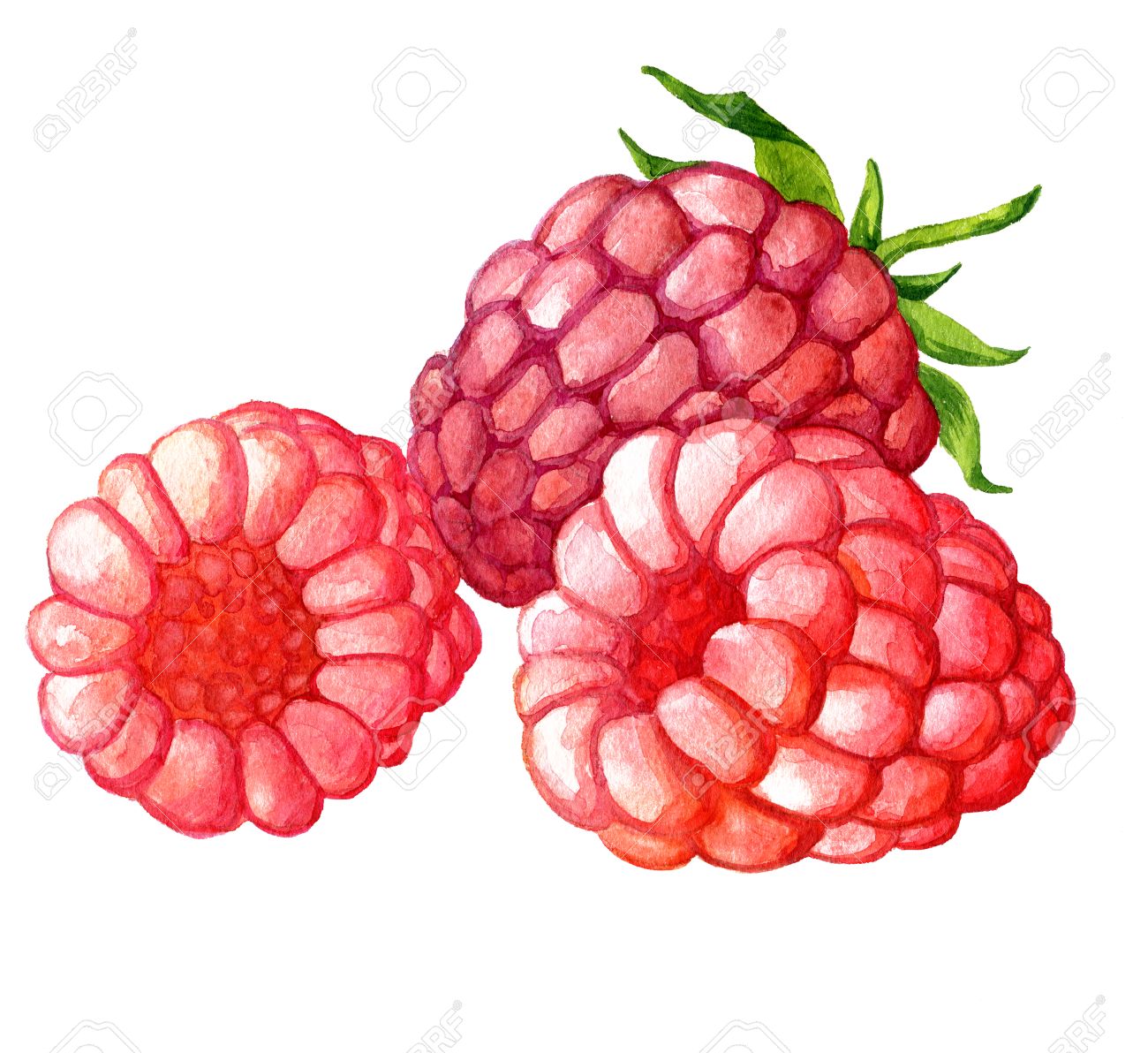 1300x1192 Watercolor Drawing Raspberries,artistic Painting Berries, Hand