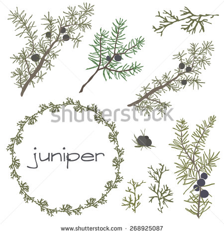 450x470 Juniper Berry Drawing