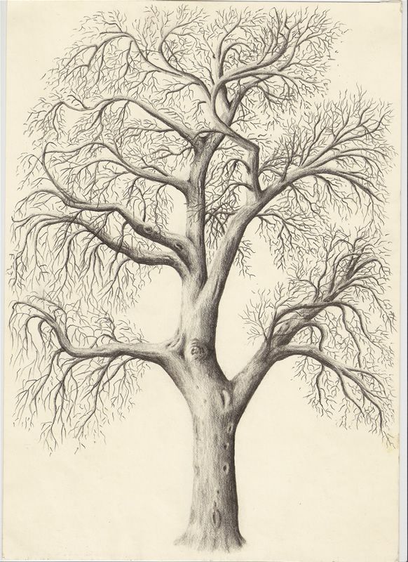 582x800 Photos Pencil Drawing Images Of Tree,