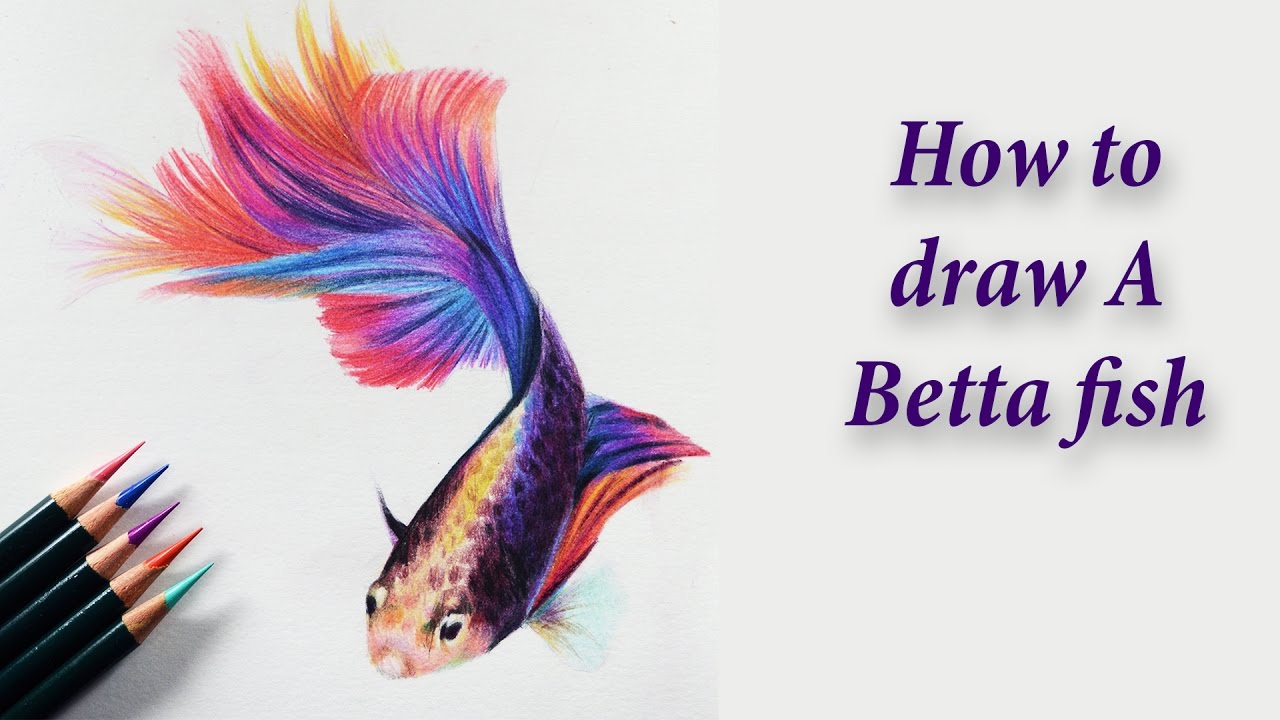 1280x720 How To Draw A Betta Fish