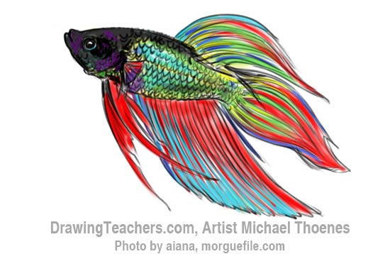 550x358 To Draw A Siamese Fighting Fish