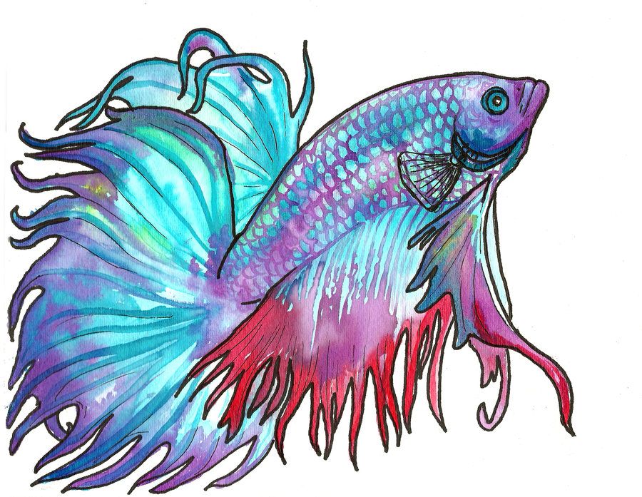 900x697 Watercolor Betta By ~jupiterjenny On Watercolors