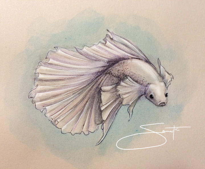 720x592 Betta Illustrations