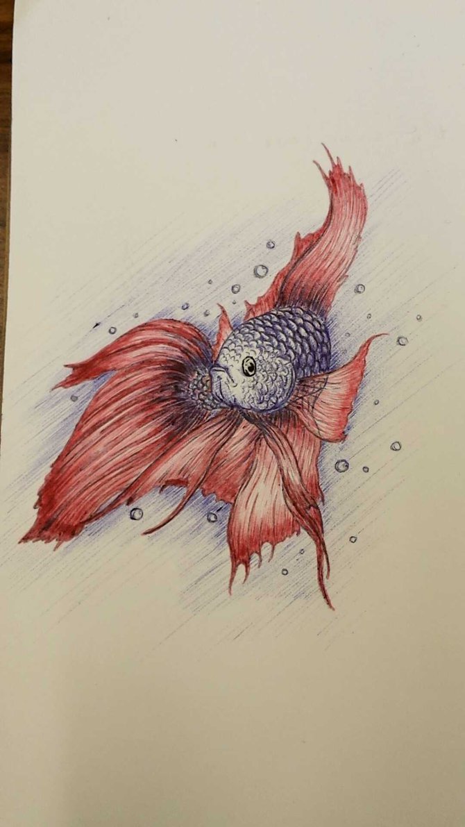 Betta Drawing at GetDrawings | Free download