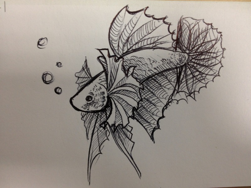 800x600 Draw The Betta Above You!